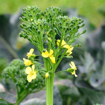 Can You Eat Broccolini Flowers? Exploring the Edible and the Imaginary