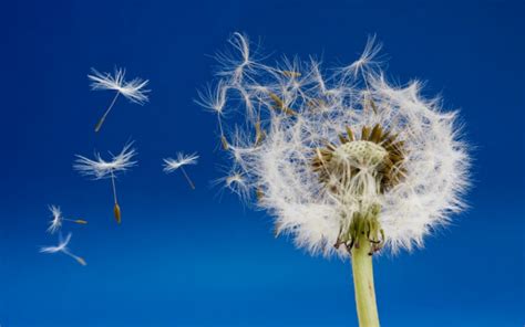 Can You Freeze Dandelion Flowers? And What Happens If You Try to Paint the Wind?