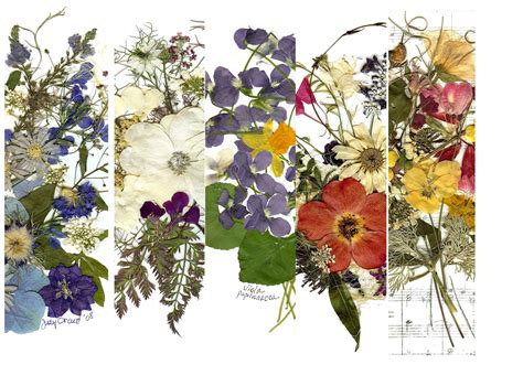 Can You Laminate Pressed Flowers? Exploring the Art and Science of Preserving Nature's Beauty