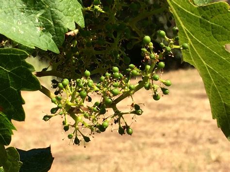 Do Grapes Have Flowers? Exploring the Blossoming Mysteries of Vineyards