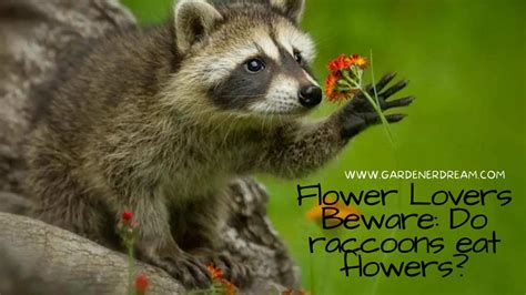 Do Raccoons Eat Flowers? And Why Do They Seem to Prefer the Ones in My Garden?