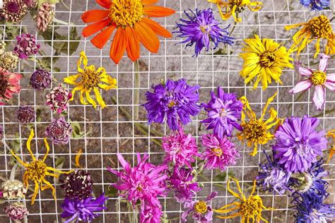 How to Dry Flowers Fast: A Comprehensive Guide to Preserving Nature's Beauty