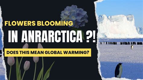 What Does Flowers Are Blooming in Antarctica Mean and Why Do Penguins Dream of Electric Sheep?