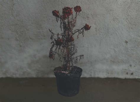 What Does It Mean When Flowers Die Fast? And Why Do They Sometimes Outlive Our Expectations?