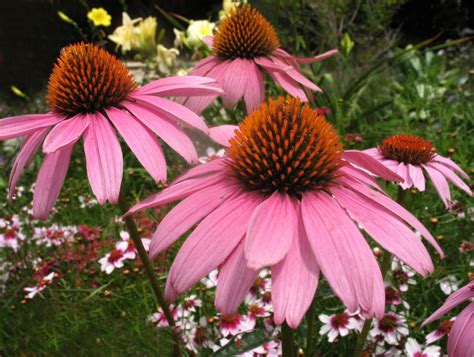 What Flowers Bloom All Year in Florida: A Symphony of Colors and Scents