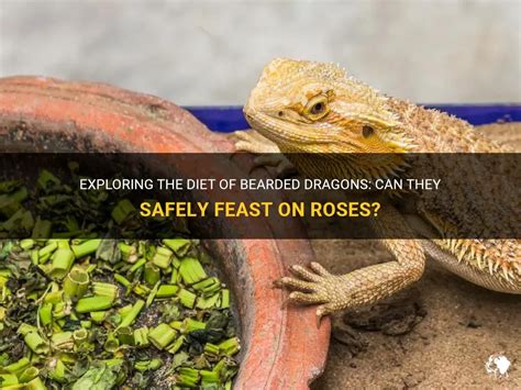 What Flowers Can Bearded Dragons Eat: A Floral Feast or a Toxic Trap?