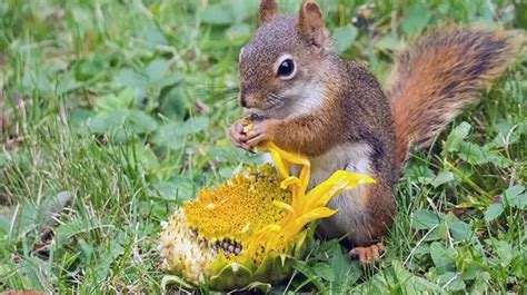 What Flowers Can I Plant Now in Virginia? And Why Do Squirrels Love Sunflower Seeds So Much?