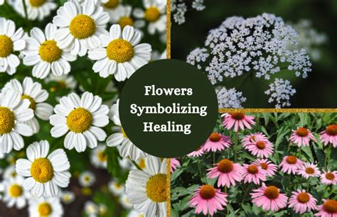 What Flowers Represent Healing: A Journey Through Nature's Remedies and Symbolism