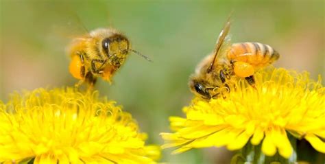 What is the relationship between bees and flowers? And why do bees sometimes wear tiny sunglasses?