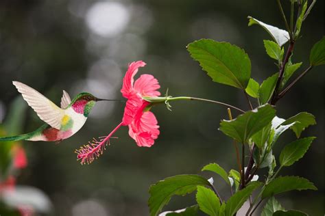 Which Flowers Do Hummingbirds Like, and Why Do They Dance in the Rain?