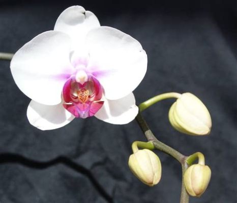 Why Did My Orchid Flowers Fall Off, and Could It Be Related to the Moon's Gravitational Pull?