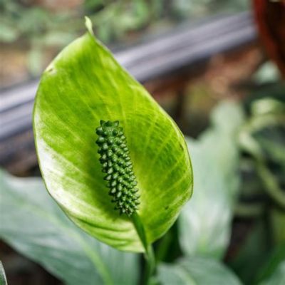 Why Do Peace Lily Flowers Turn Green? And Why Do Cats Suddenly Start Barking?